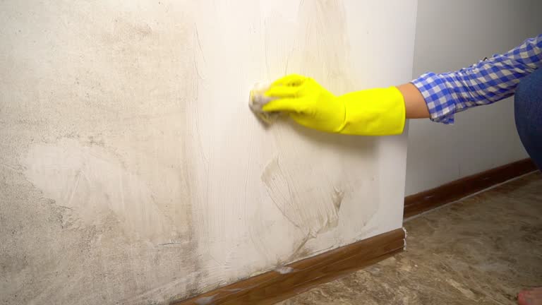 Ventnor City, NJ Mold Inspection, Removal & Remediation Company